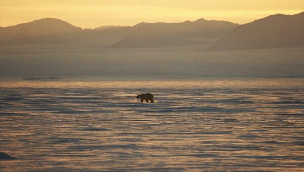 Un ours polaire sur la côte est du Groenland. - Sputnik Afrique