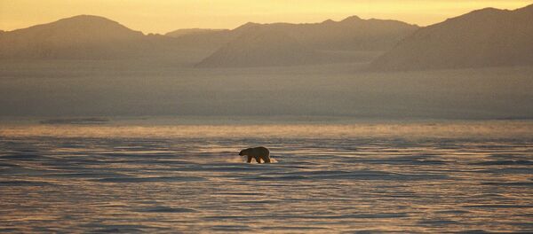 Un ours polaire sur la côte est du Groenland. - Sputnik Afrique
