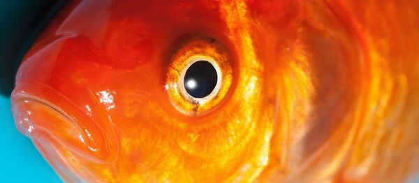 Un poisson - Sputnik Afrique