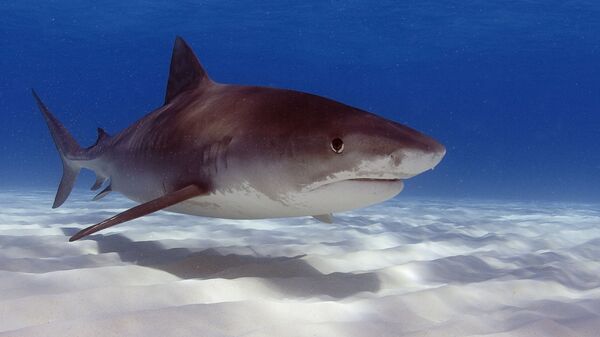 Un requin-tigre dévore un nageur en mer Rouge