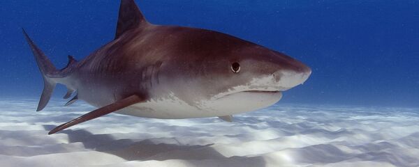 Un requin-tigre - Sputnik Afrique