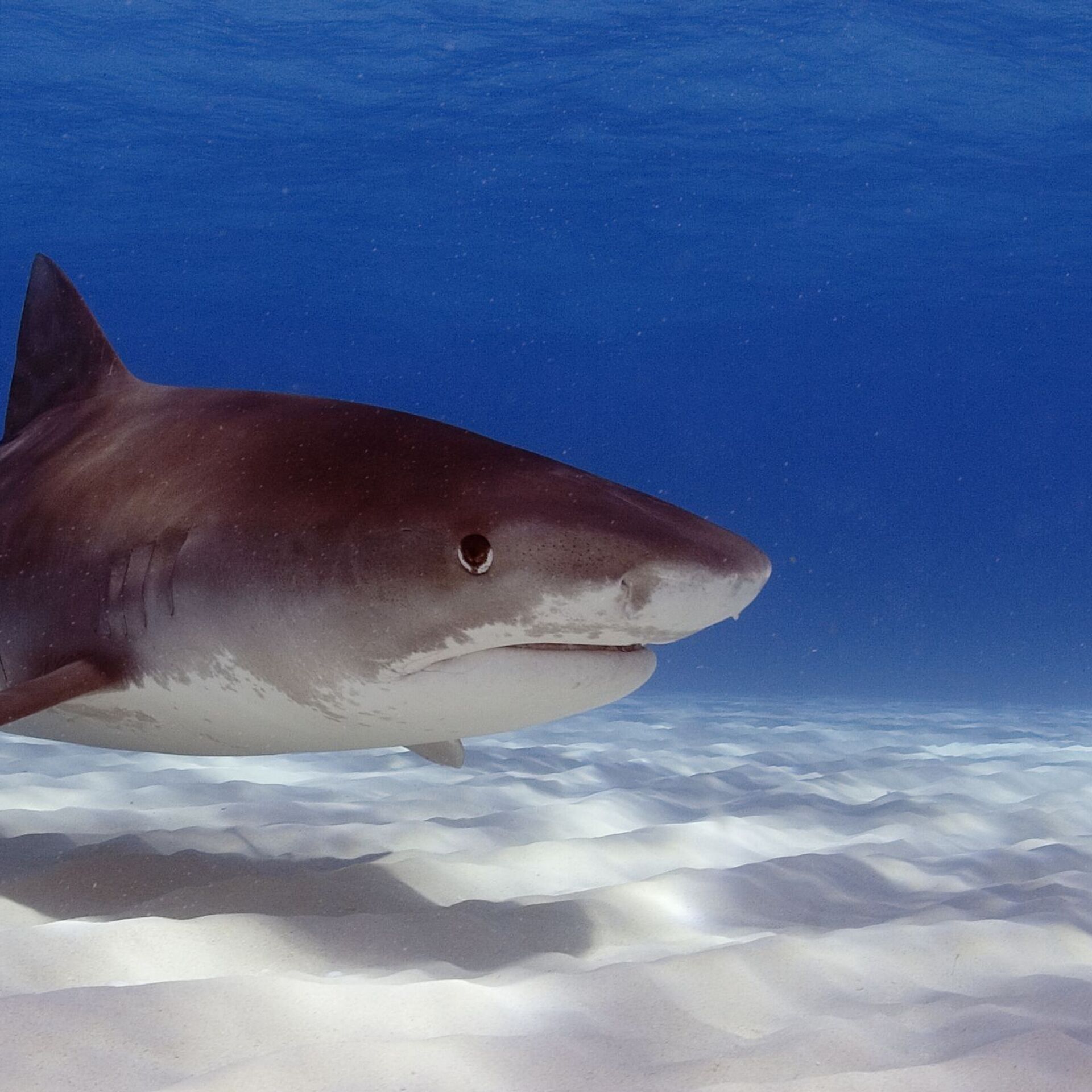 Attaque de requin : un pêcheur sous-marin meurt en Nouvelle-Calédonie