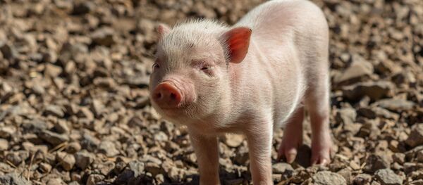 Un porc - Sputnik Afrique