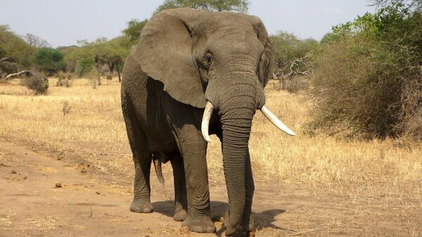 Un éléphant en Afrique - Sputnik Afrique