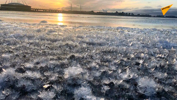 Après une vague de froid, des fleurs de glace apparaissent à Saint-Pétersbourg - Sputnik Afrique