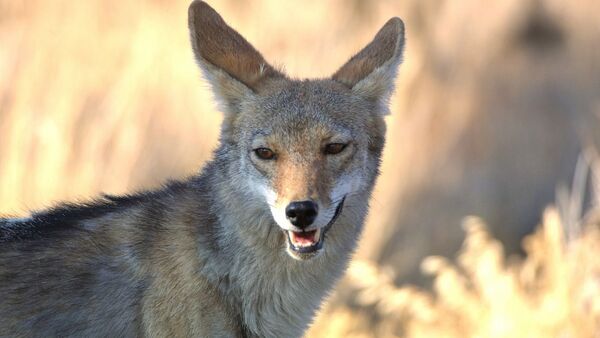 Un koyote - Sputnik Afrique