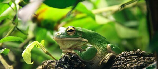 Une grenouille  - Sputnik Afrique