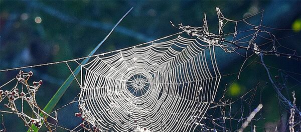 Une toile d'araignée - Sputnik Afrique