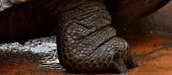 Tortue - Sputnik Afrique