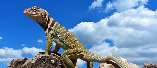 Un lézard - Sputnik Afrique