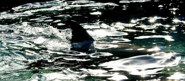 Un requin - Sputnik Afrique