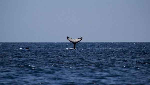Une baleine à bosse - Sputnik Afrique