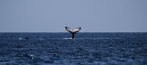 Une baleine à bosse - Sputnik Afrique
