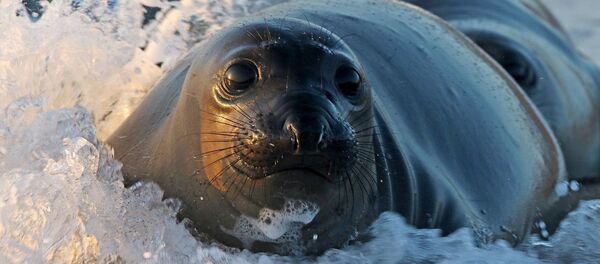 Un phoque - Sputnik Afrique