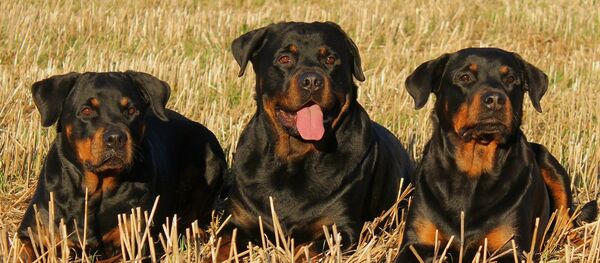 Rottweilers  - Sputnik Afrique