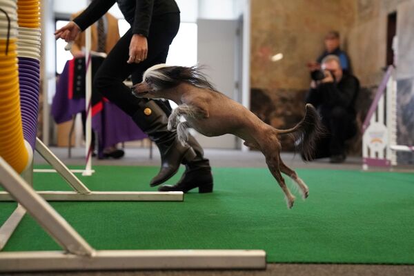 L’Exposition canine de Westminster 2020 à New York
 - Sputnik Afrique