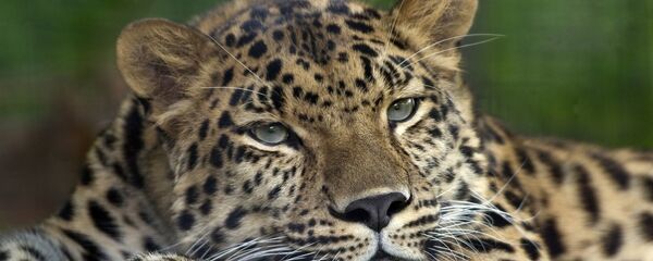 Léopard (image d'illustration) - Sputnik Afrique