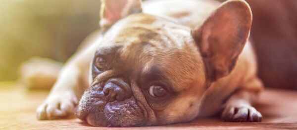 Un bouledogue Un bouledogue - Sputnik Afrique