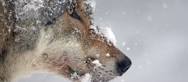 Un loup Un loup - Sputnik Afrique