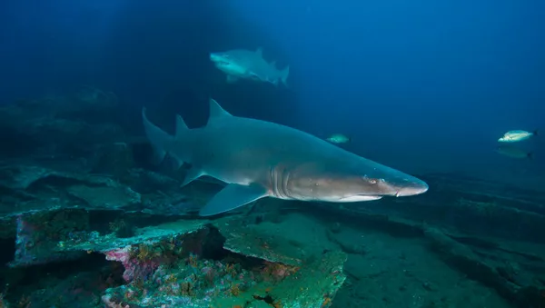 Requin tigre - Sputnik Afrique