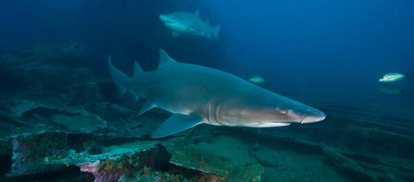 Requin tigre Requin tigre - Sputnik Afrique