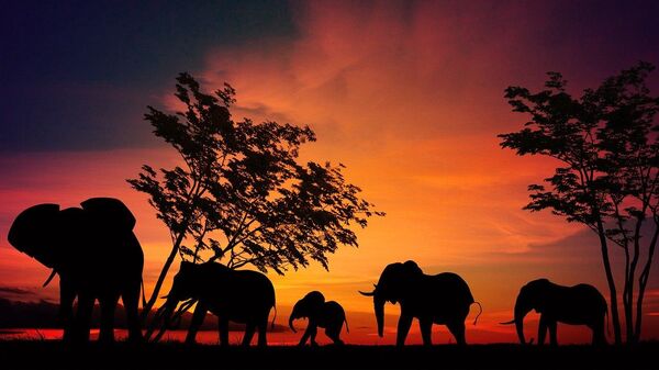 Des éléphants - Sputnik Afrique