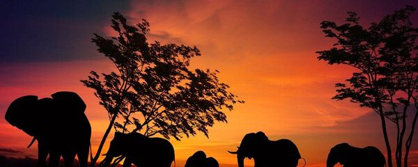 Des éléphants - Sputnik Afrique