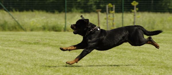 Un rottweiler Un rottweiler - Sputnik Afrique