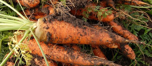 Culture de la carotte Culture de la carotte - Sputnik Afrique