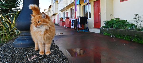 Voilà un chat acrobate: en Italie, ce félin coincé sur un toit a été sauvé Voilà un chat acrobate: en Italie, ce félin coincé sur un toit a été sauvé - Sputnik Afrique