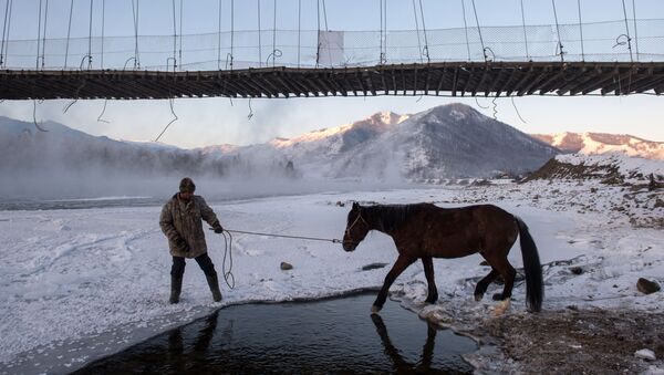 Opération de sauvetage de chevaux tombés dans une rivière gelée - Sputnik Afrique