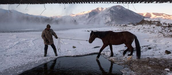Opération de sauvetage de chevaux tombés dans une rivière gelée - Sputnik Afrique