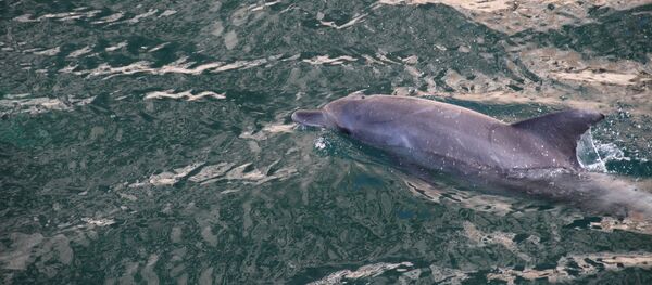 Un dauphin - Sputnik Afrique