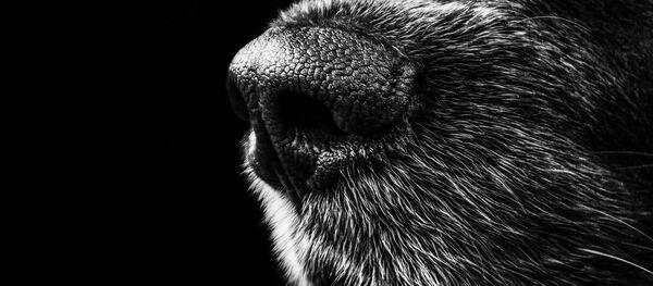 Un chien - Sputnik Afrique