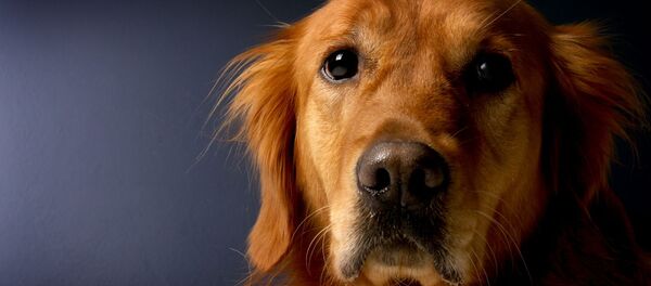 Golden retriever - Sputnik Afrique