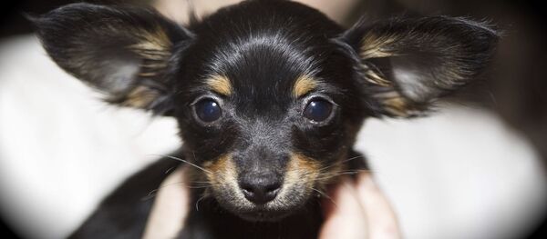 Un petit chien russe, également appelé Russkiy Toy - Sputnik Afrique