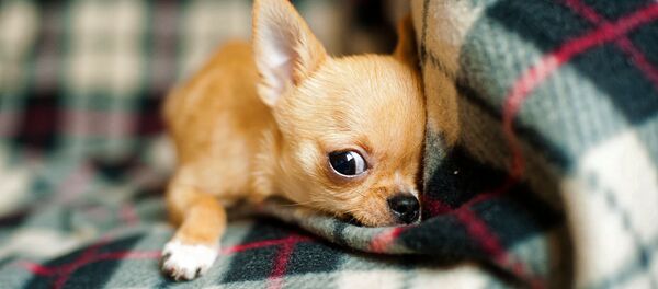 Un chihuahua - Sputnik Afrique