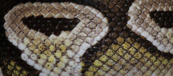 Un python - Sputnik Afrique