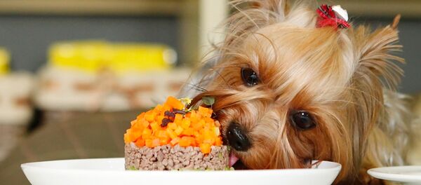 Un Yorkshire Terrier - Sputnik Afrique