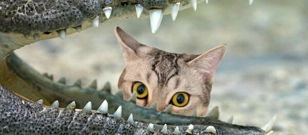 Un chat et un alligator - Sputnik Afrique