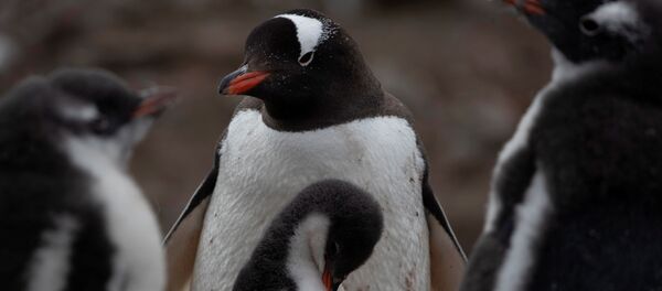 Un monde sans manchots: ces oiseaux pourraient totalement disparaître dans un avenir proche
 - Sputnik Afrique