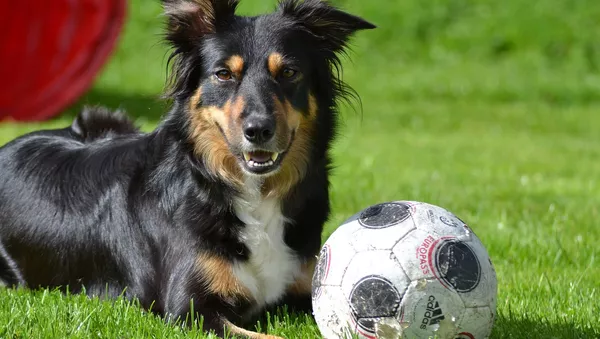 Un chien et un ballon - Sputnik Afrique