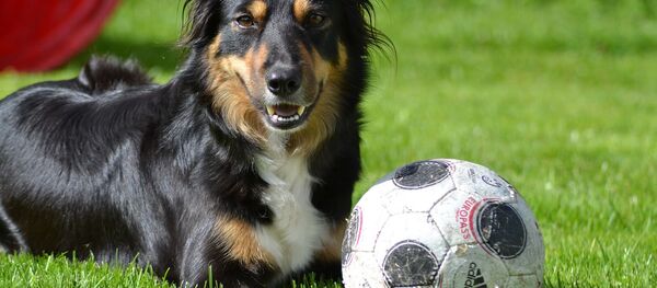 Un chien et un ballon - Sputnik Afrique
