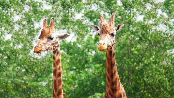 Deux girafes - Sputnik Afrique