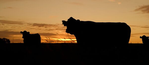 Vaches - Sputnik Afrique