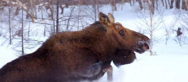 Un élan - Sputnik Afrique