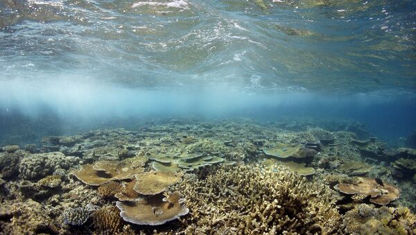 Moore Reef underwater - Sputnik Afrique