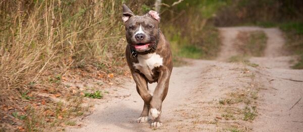 Un chien courant - Sputnik Afrique