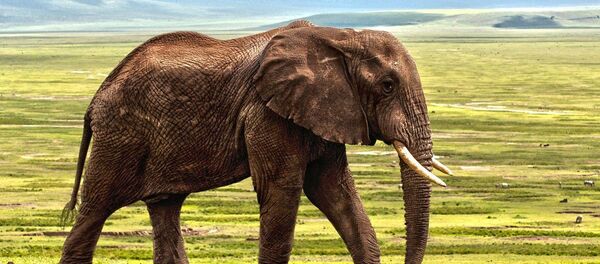 Eléphant - Sputnik Afrique