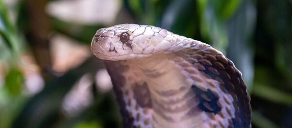 Un cobra - Sputnik Afrique